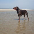 Dobermann
