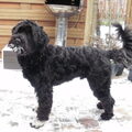 Portugese Waterhond