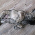 Cairn Terrier