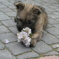 Cairn Terrier