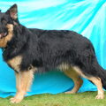 Oud Duitse Herdershond