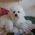Bichon Frise