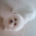 Bichon Frise