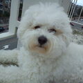 Bichon Frise