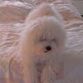 Bichon Frise