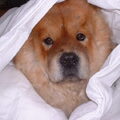 Chow chow