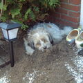 Tibetaanse Terrier
