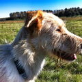 Podenco Ibicenco