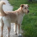 Podenco Ibicenco