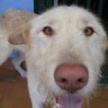 Podenco Ibicenco