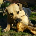 Dogo Canario