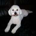 Bichon Frise