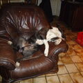 American Staffordshire Terrier