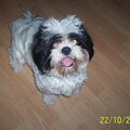 Shih Tzu