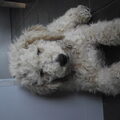 Labradoodle