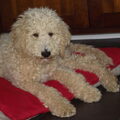 Labradoodle