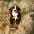 Berner Sennenhond
