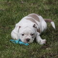 Old English Bulldog