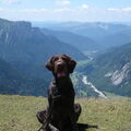 Duitse Staande Hond, Draadhaar