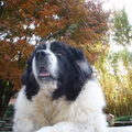 Landseer