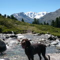 Duitse Staande Hond, Draadhaar
