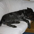Duitse Staande Hond, Draadhaar