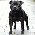 Staffordshire Bull Terrier