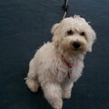Bichon Frise