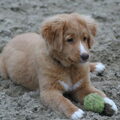Nova Scotia Duck Tolling Retriever