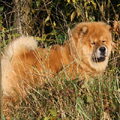 Chow chow