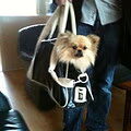 Keeshond, Klein