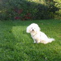 Bichon Frise