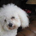 Bichon Frise
