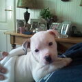 American Staffordshire Terrier