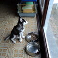 Siberische Husky