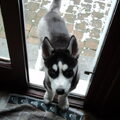 Siberische Husky