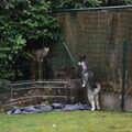 Siberische Husky