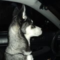 Siberische Husky