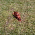 Dwergpinscher