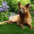 American Indian Dog