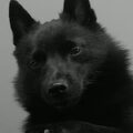 Schipperke