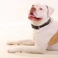 Amerikaanse Bulldog