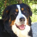 Berner Sennenhond