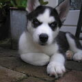 Siberische Husky