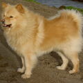 Finse Lappenhond