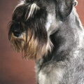 Schnauzer