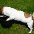 Jack Russell Terrier