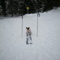 Jack Russell Terrier