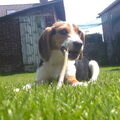 Beagle