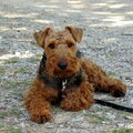 Welsh Terrier